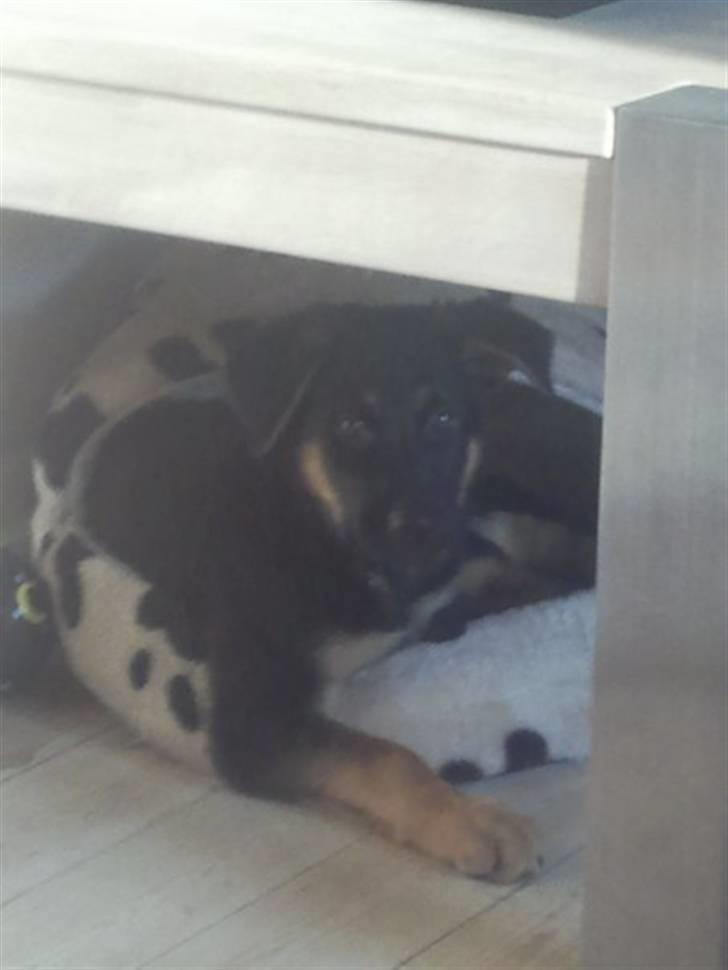 Schæferhund Jackson ** Himmelhund** - Mor se , jeg kan da godt være inde i missernes kattehule... billede 6