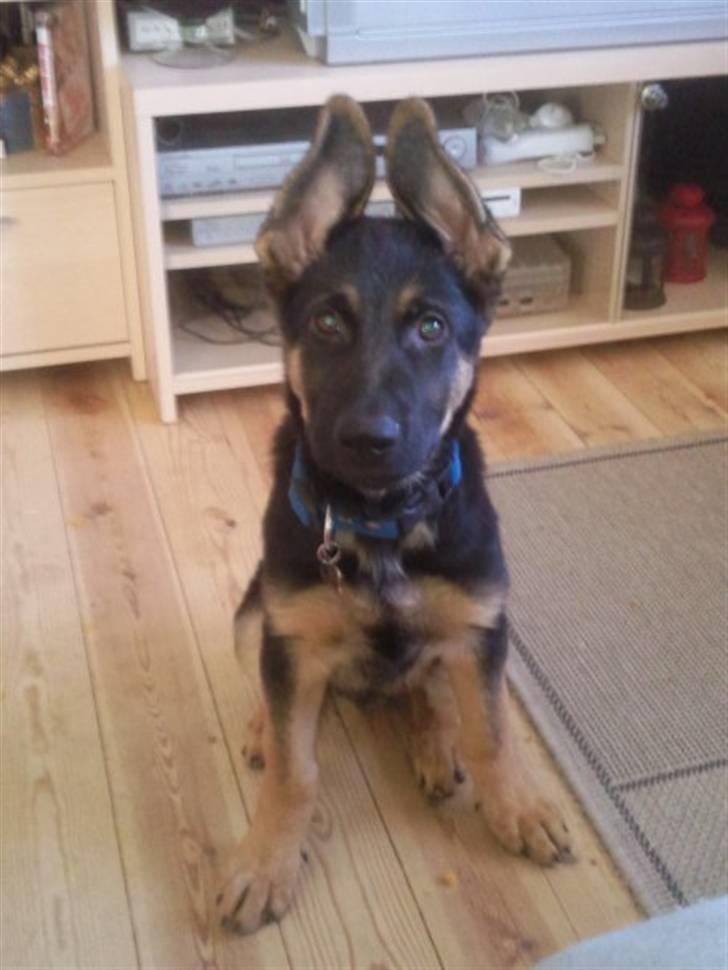 Schæferhund Jackson ** Himmelhund** - Mine øre er begynte a stritte lidt, men ik helt så godt.. billede 7