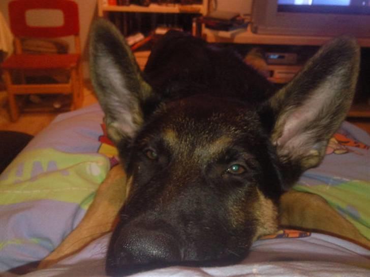 Schæferhund Jackson ** Himmelhund** - Aaaah, der nu ik noget som a få lov a ligge hos mor, mens hun ser tv.. billede 8