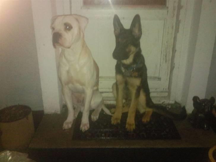 Schæferhund Jackson ** Himmelhund** - Min lege kammerat Rex, iii vi har haft nogen gode tider sammen ..  billede 9