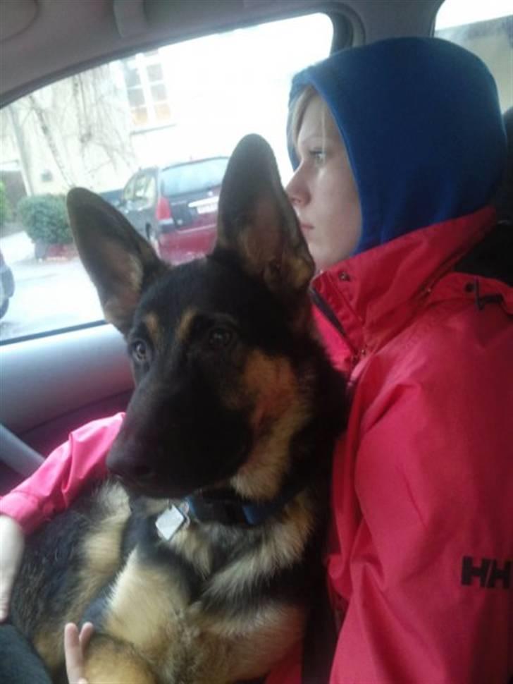 Schæferhund Jackson ** Himmelhund** - Godt nok er jeg ved a være stor, men kan stadig side på skødet a moster, når vi med mor ude og kører.. billede 10