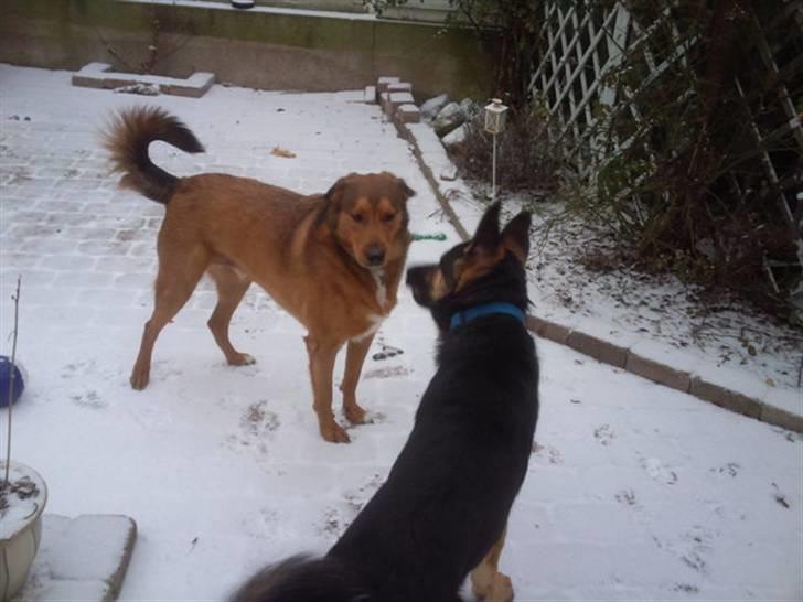 Schæferhund Jackson ** Himmelhund** - Ude og lege med Baloo ... billede 11