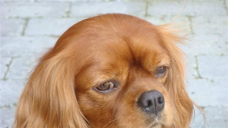 Cavalier king charles spaniel Anton - Dejlig mild kærlige Anton  billede 1