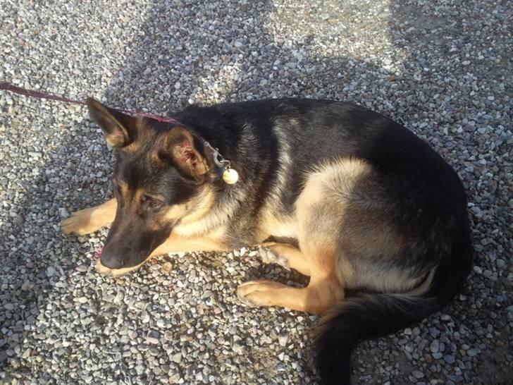 Schæferhund Jackson ** Himmelhund** - Billed mor har taget, efter jeg er flyttet hjemmefra .. Savner min mor <3 billede 12