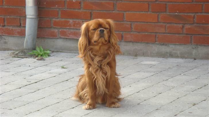 Cavalier king charles spaniel Anton - Har lige overblikket  billede 2