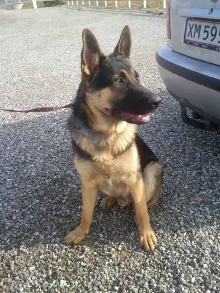 Schæferhund Jackson ** Himmelhund** - Billed mor har taget, efter jeg er flyttet hjemmefra.. Savner min mor inderligt <3 Og det var super dejligt a se hende den dag.. billede 13