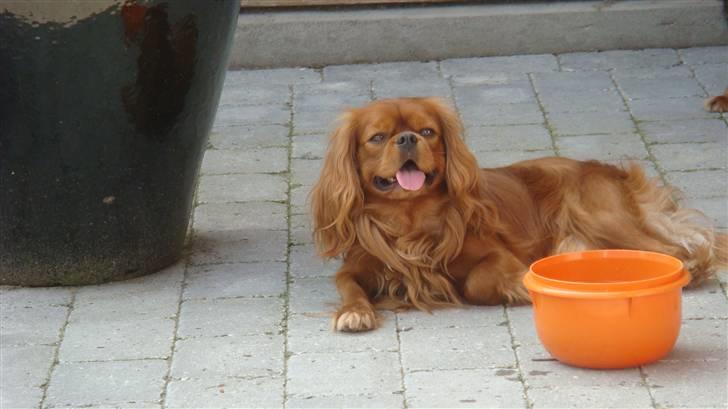 Cavalier king charles spaniel Anton - kan lige tage det med ro billede 3