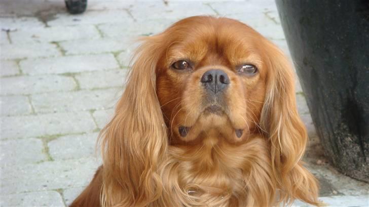 Cavalier king charles spaniel Anton - Ser lige om jeg kan få lidt godt ,når jeg nu sidder så pænt og venter billede 4