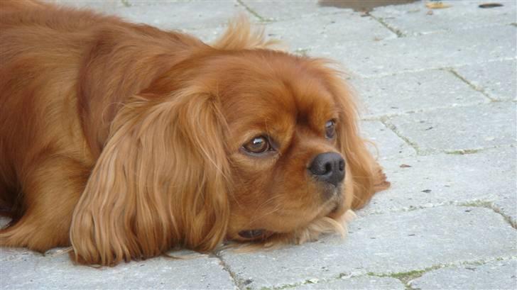 Cavalier king charles spaniel Anton - Nå men kan da også lige slappe af lidt imends jeg venter billede 5