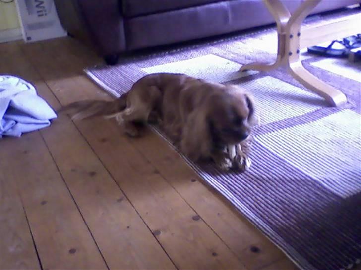 Cavalier king charles spaniel Anton - Åha så fik jeg endlig min belønning. billede 6
