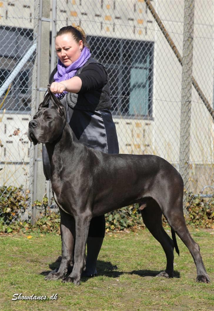 Grand danois BONEL ZAGANELLI  billede 20