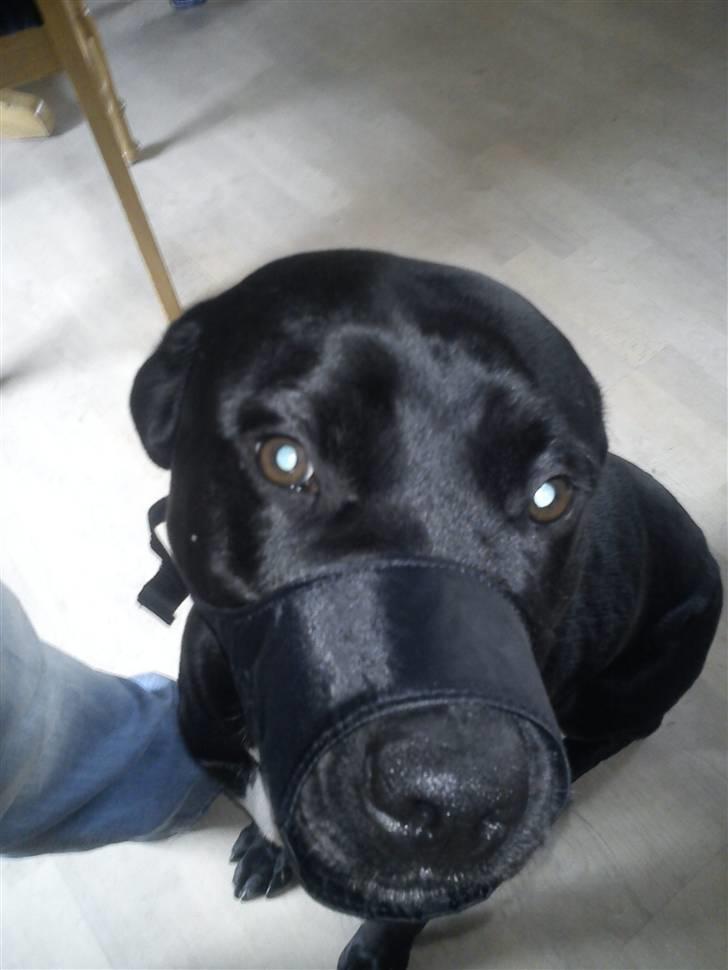 Blanding af racer Laika *R.I.P* billede 18