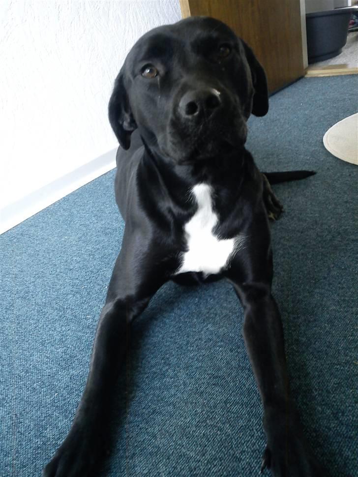 Blanding af racer Laika *R.I.P* billede 19