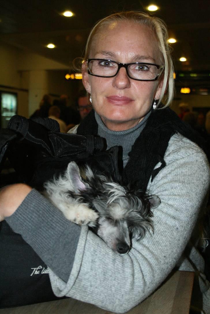 Chinese crested powder puff  Chang Mao: Báisé  - Har lige hentet Báisé og venter i Kastrup lufthavn  billede 6