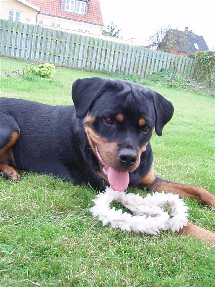 Rottweiler Zakoda Dina (Karla) - Karla er nu 1 år gammel billede 16