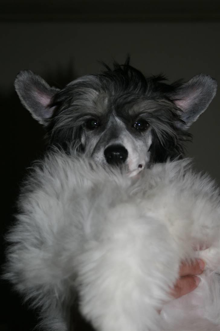 Chinese crested powder puff  Chang Mao: Báisé  - Stolte ´mor´ med smukke Báisé billede 7