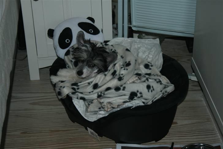 Chinese crested powder puff  Chang Mao: Báisé  - Første nat...sov igennem :) billede 8