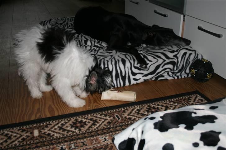 Chinese crested powder puff  Chang Mao: Báisé  - Stjæler lige Emma´s ben billede 9