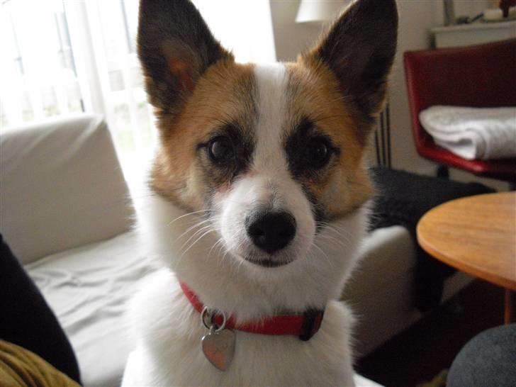 Norrbottenspids Laika (Spidsbjørnens Ea) billede 1