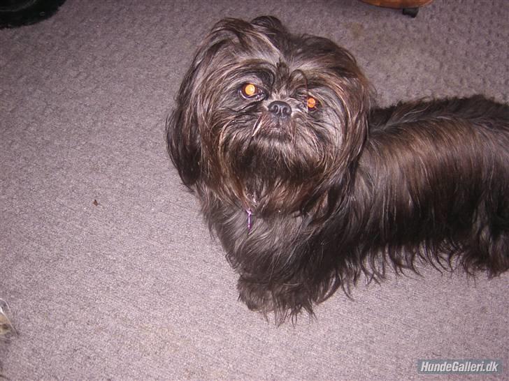 Shih tzu Frida  billede 1