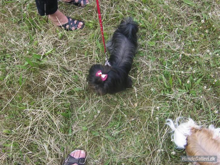 Shih tzu Frida  billede 2