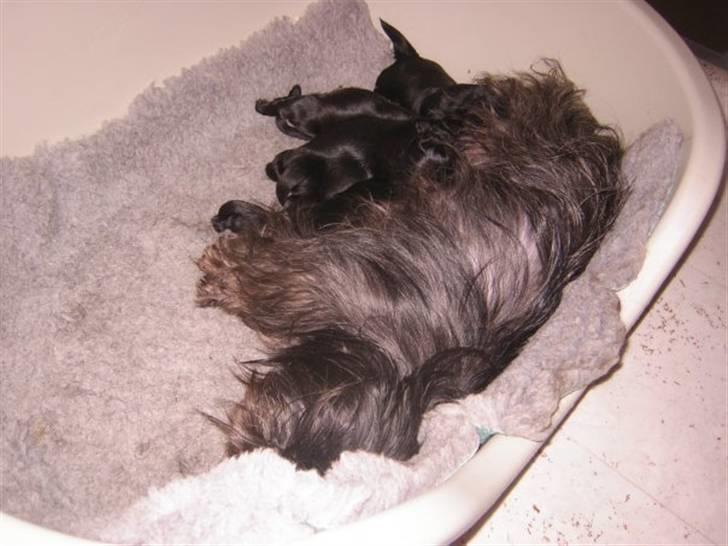 Shih tzu Frida  billede 3