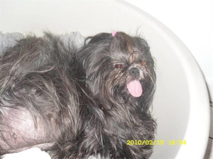 Shih tzu Frida  billede 4