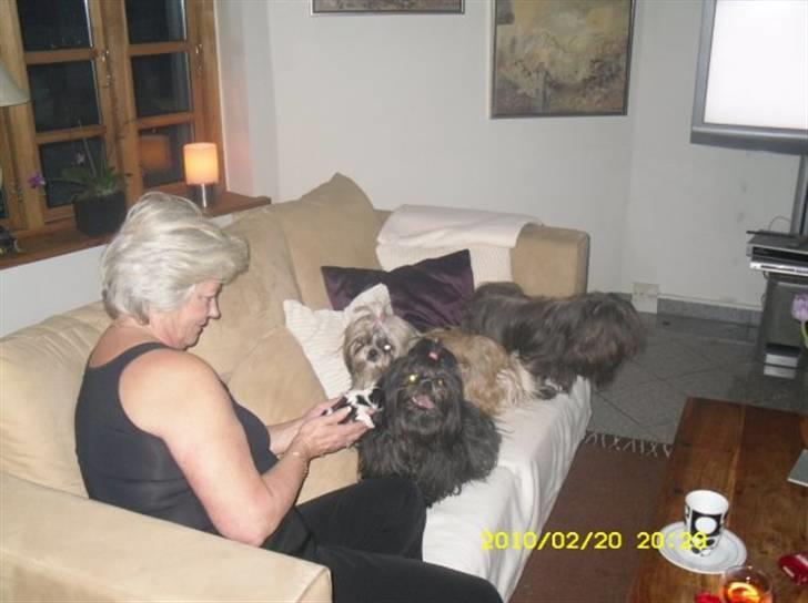 Shih tzu Frida  billede 5