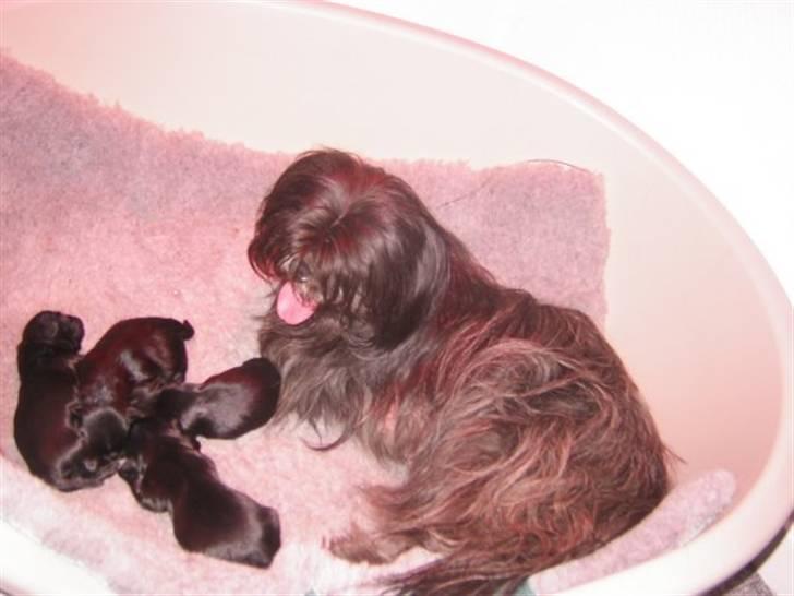 Shih tzu Frida  billede 6