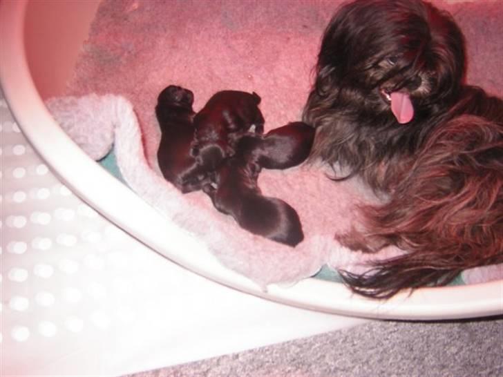 Shih tzu Frida  billede 7