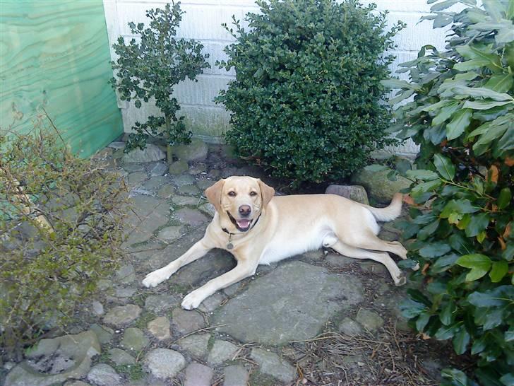 Labrador retriever Zantos billede 1