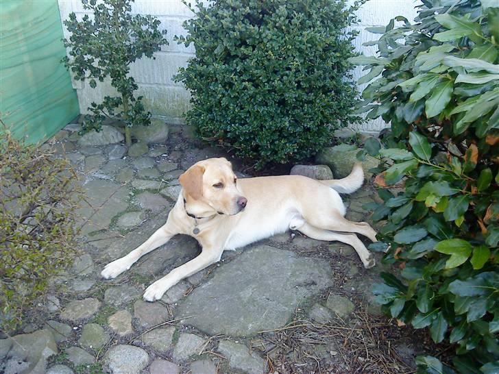 Labrador retriever Zantos billede 3