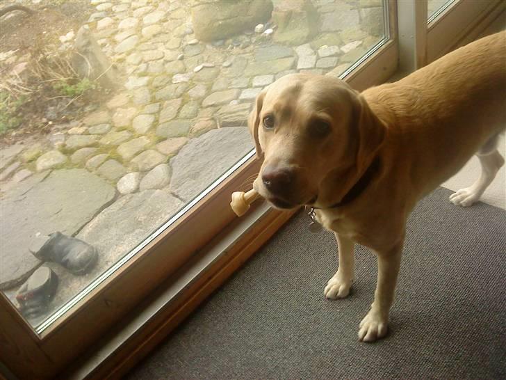 Labrador retriever Zantos billede 4