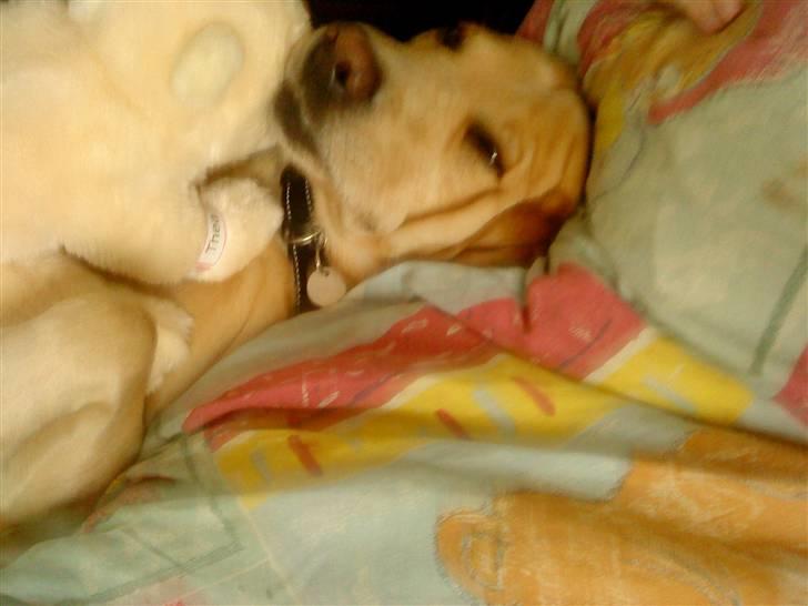 Labrador retriever Zantos billede 5