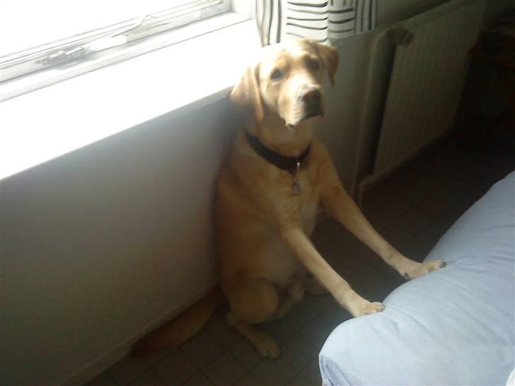 Labrador retriever Zantos billede 6