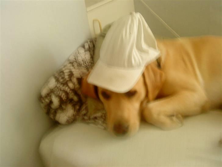 Labrador retriever Zantos billede 7