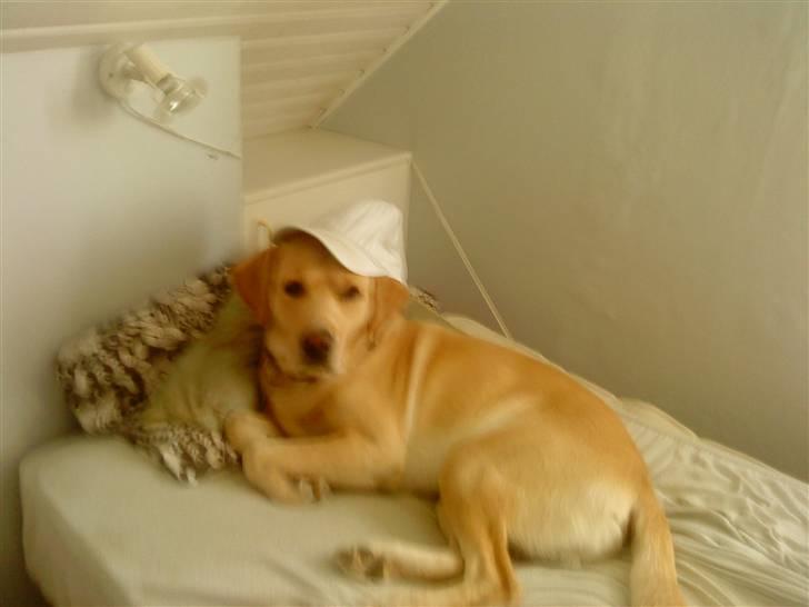 Labrador retriever Zantos billede 8