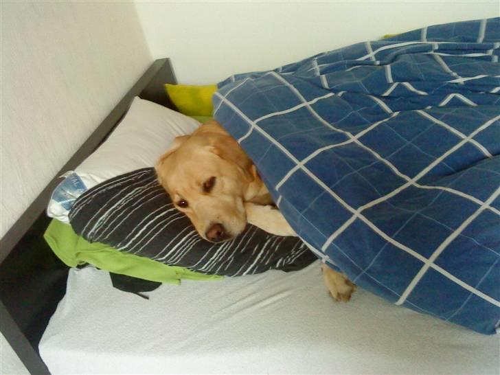 Labrador retriever Zantos billede 10