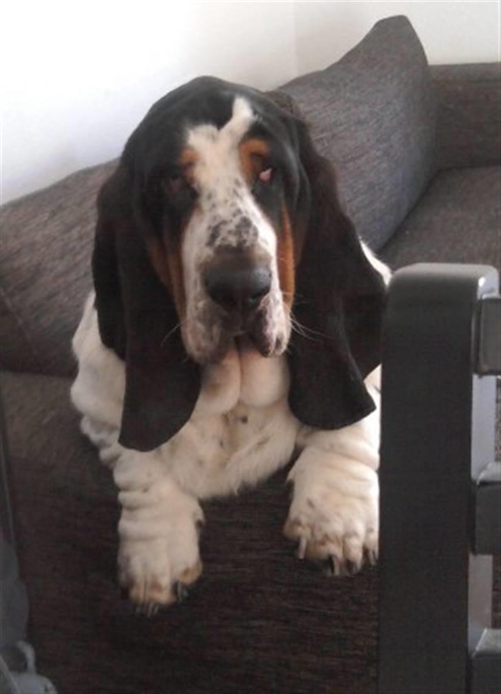 Basset hound Holger billede 1
