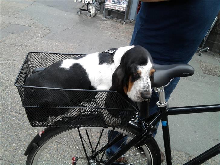 Basset hound Holger - Dovenskab længe leve billede 2