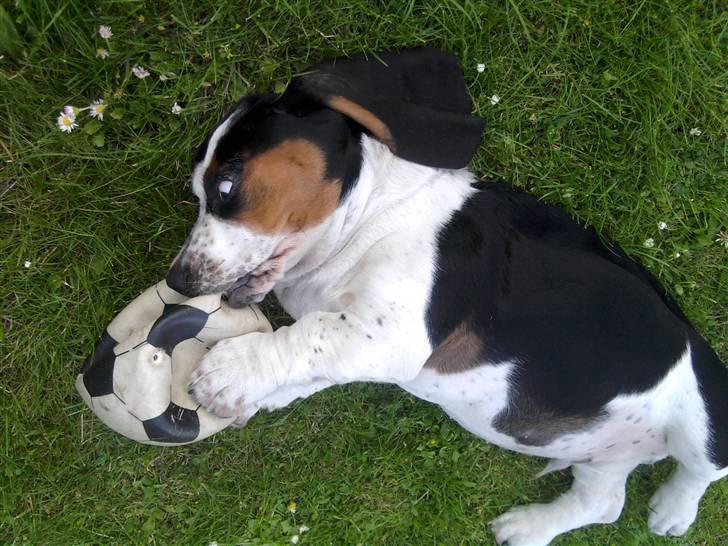 Basset hound Holger - Nede og lege på græsset - 4 måneder gammel ca. billede 3