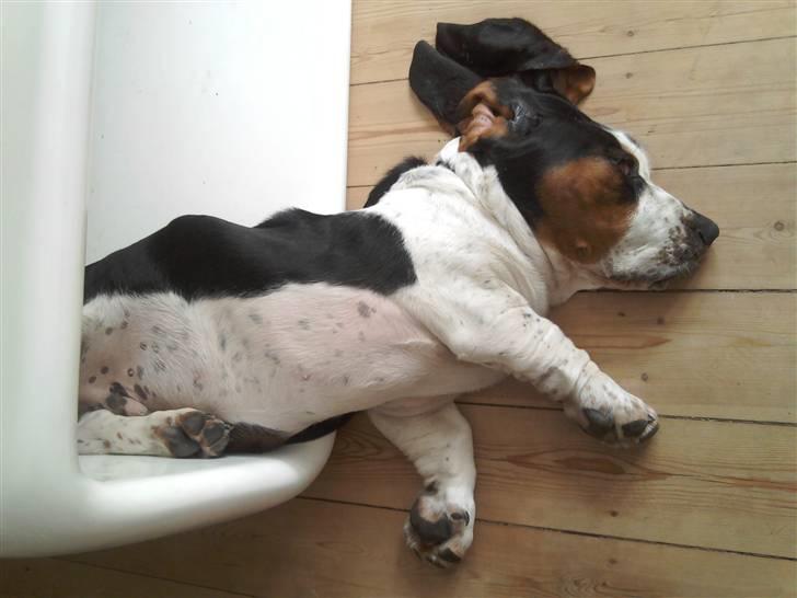 Basset hound Holger - Han sover bedst, når han ligger akavet - 4½ måned gammel ca. billede 4