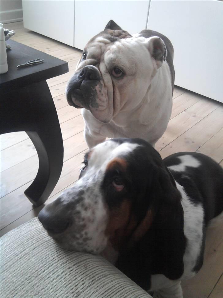 Basset hound Holger - Sammen med en af sine gode legekammerater - 5½ måned gammel ca. billede 5