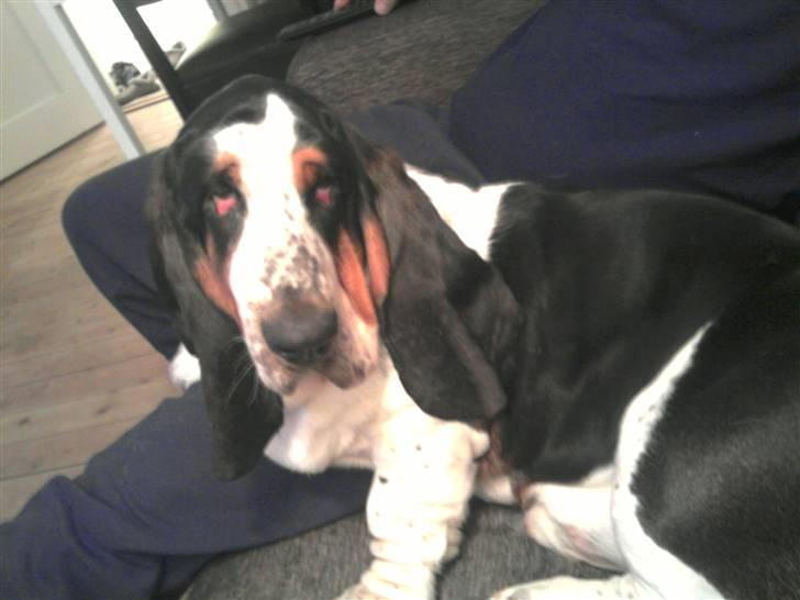 Basset hound Holger - Hygger med far - 6 måneder gammel ca. billede 6