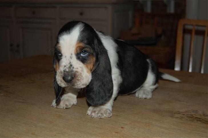 Basset hound Holger - Før vi fik ham - 5 uger gammel billede 7