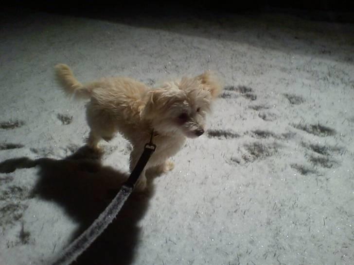 Chinese crested powder puff Bumle <3 - Første gang jeg ser sne :)
Det er noget mærkelig noget :) billede 8