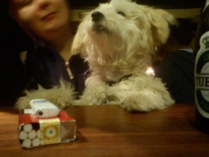 Chinese crested powder puff Bumle <3 - Bumle på værtshus :P
1 rom og cola tak :D billede 9