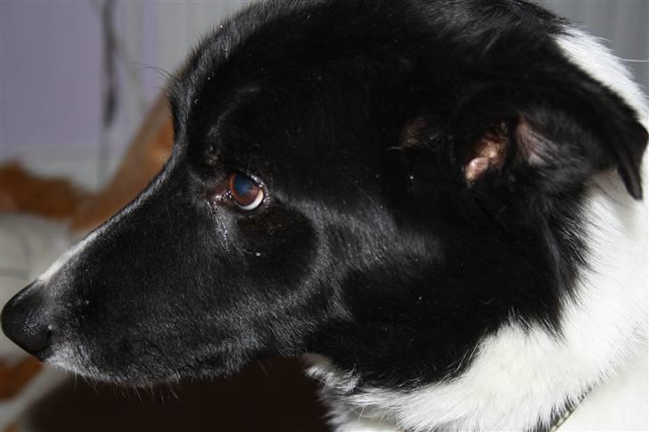 Border collie Team Lyng's Balder billede 6