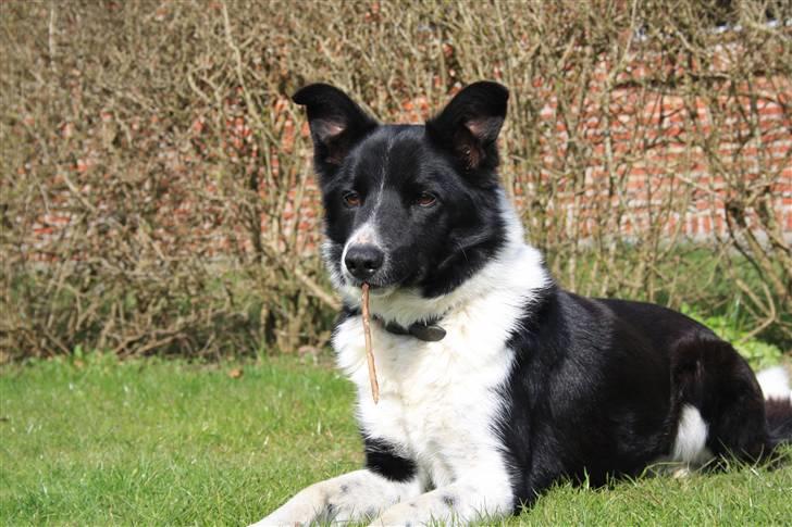 Border collie Team Lyng's Balder billede 7