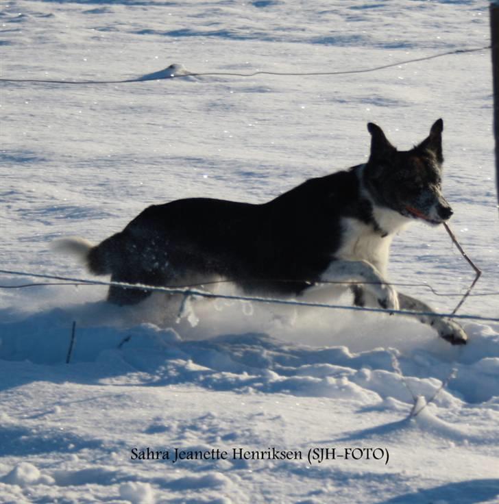 Border collie Team Lyng's Balder billede 8